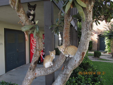 IMG_0084 Three Kittens in tree.JPG
