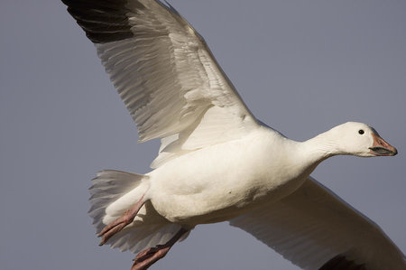 snow-goose-flying-bosque-del-apache-sebastian-kennerknecht.jpg